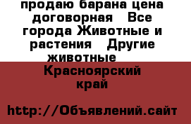 продаю барана цена договорная - Все города Животные и растения » Другие животные   . Красноярский край